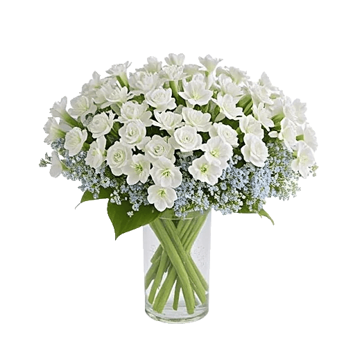 Ivory Blossom Radiance