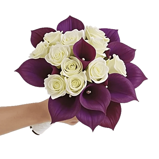 Elegant Calla Lilies