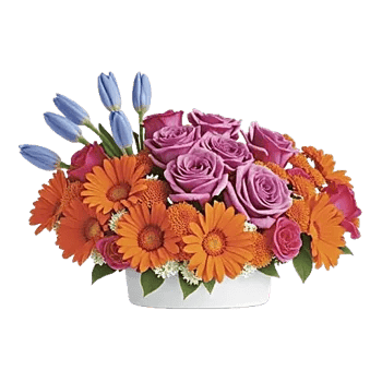 Velvet Tulip Display