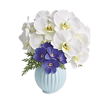 Minimalist White Orchids