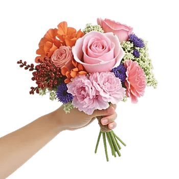 Pastel Pink Roses