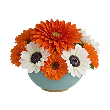 Petal Radiance Bliss