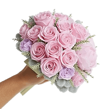 Pastel Pink Roses