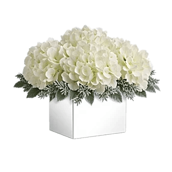 Ivory Blossom Radiance