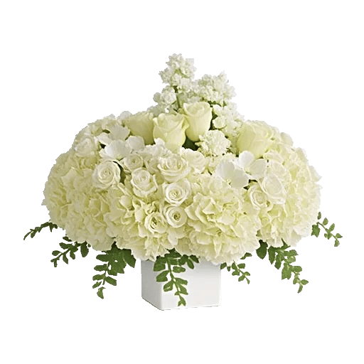 Modern White Orchids