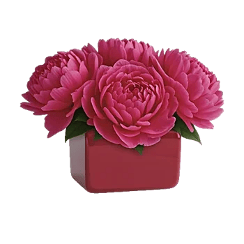 Petal Radiance Bliss