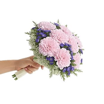 Pastel Pink Roses