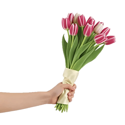 Scarlet Tulip Splendor