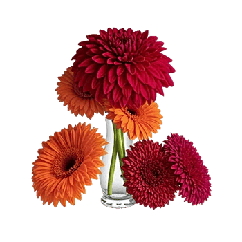 Crimson Blossom Harmony