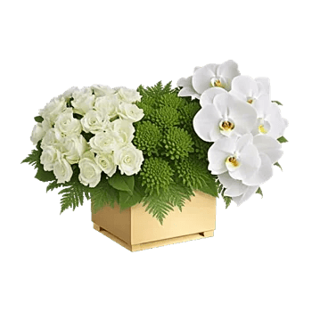 Serenity Orchid Bloom