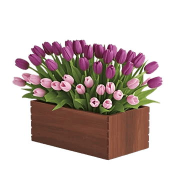 Velvet Tulip Display