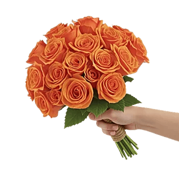 Blushing Rose Symphony