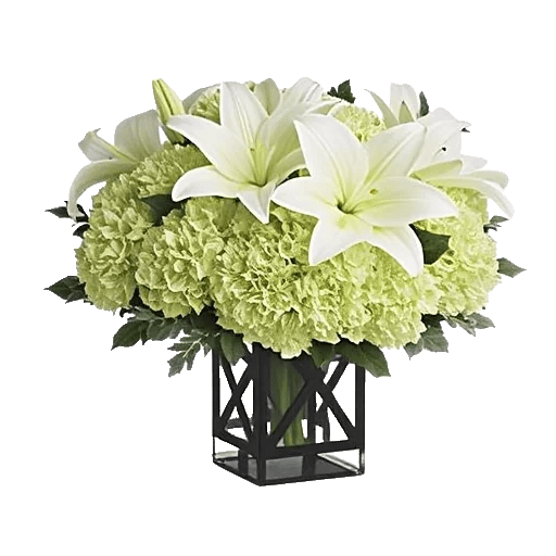 Ivory Blossom Radiance