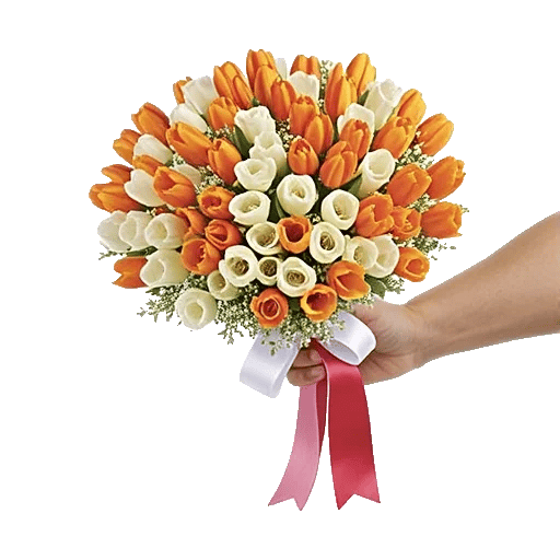 Scarlet Tulip Splendor