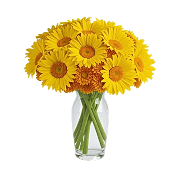 Enchanting Daisy Garden