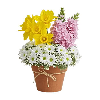 Petal Radiance Bliss