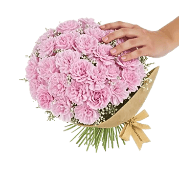 Pastel Pink Roses