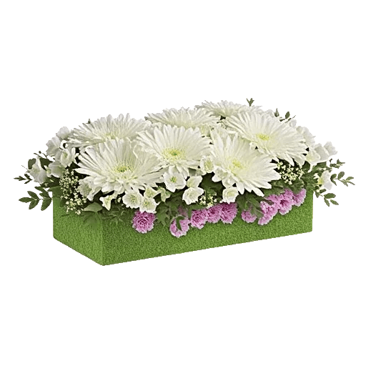 Minimalist White Orchids