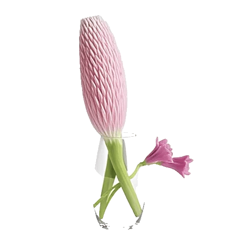 Petal Radiance Bliss