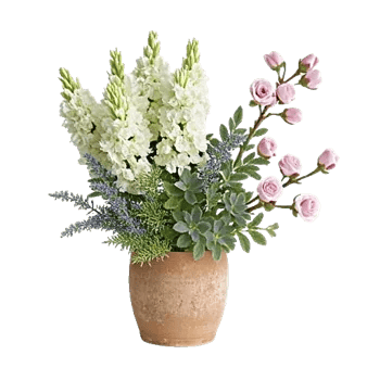 Plum Blossom Radiance