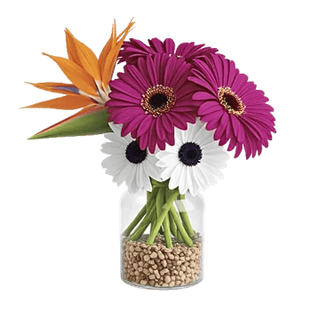 Petal Radiance Bliss