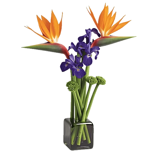 Ivory Blossom Radiance