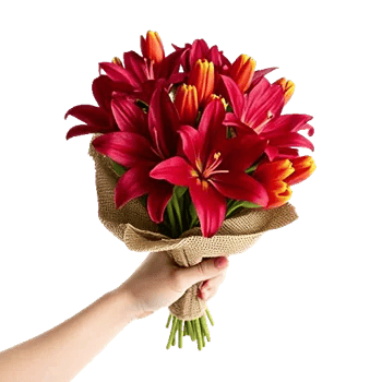Scarlet Tulip Splendor