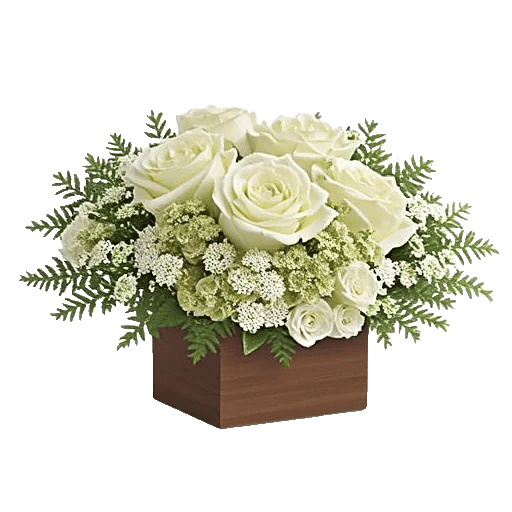 Modern White Orchids