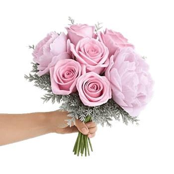 Pastel Pink Roses