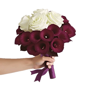 Elegant Calla Lilies