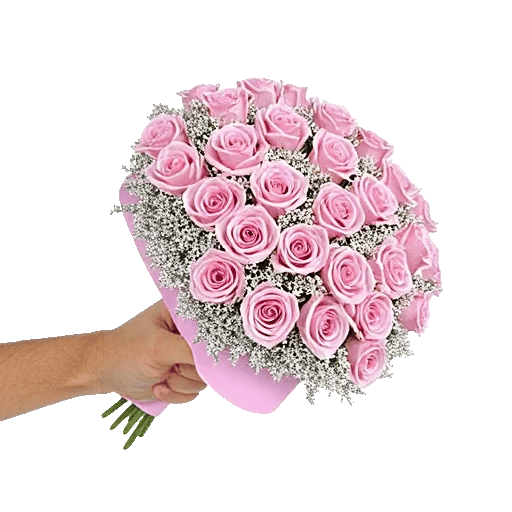 Pastel Pink Roses