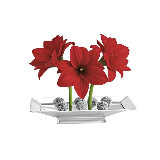 Crimson Lily Glow