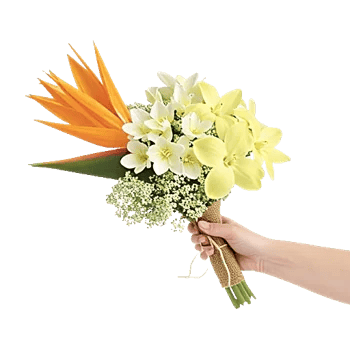 Tropical Sunflower Burst