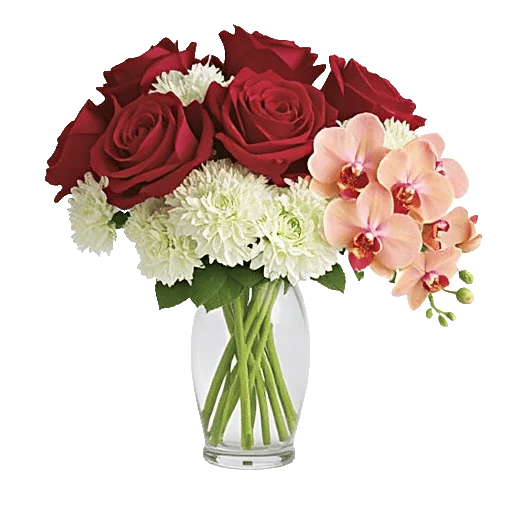 Radiant Rose Symphony