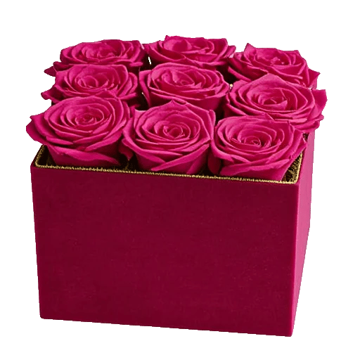 Crimson Rose Elegance