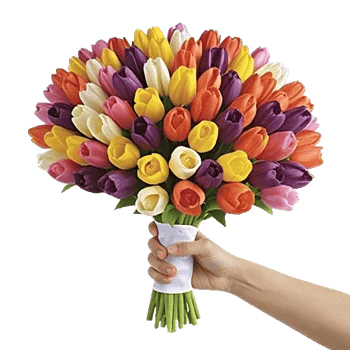 Scarlet Tulip Splendor