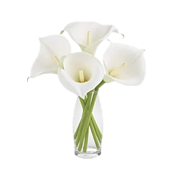 Elegant Calla Lilies