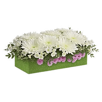 Minimalist White Orchids