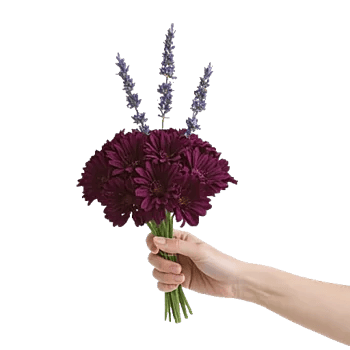 Petal Softness Display