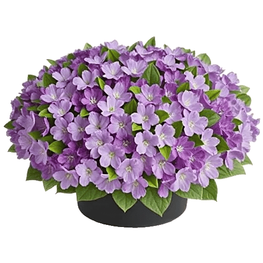 Lavender Bloom Grace