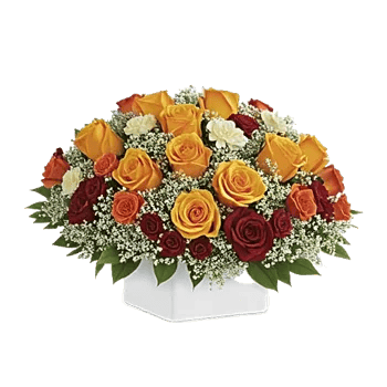 Golden Rose Radiance