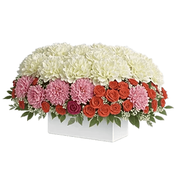 Ivory Blossom Radiance