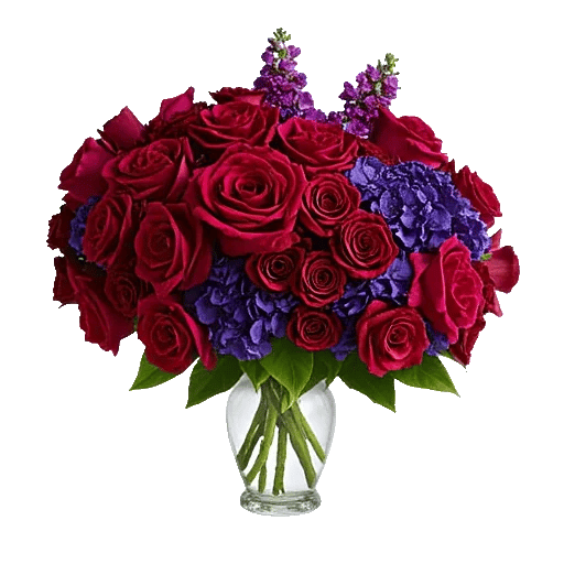 Radiant Rose Symphony