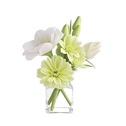 Minimalist White Orchids