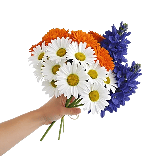 Enchanting Daisy Garden