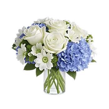 Serene Petal Harmony