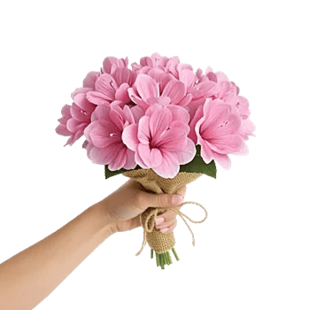 Blushing Rose Symphony