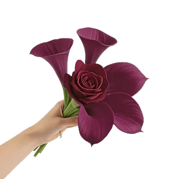 Elegant Calla Lilies