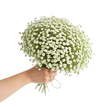 Blossom Radiant Whisper