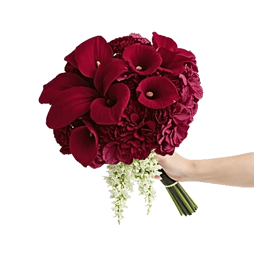 Elegant Calla Lilies